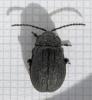 Galeruca sp.